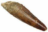 Fossil Spinosaurus Tooth - Real Dinosaur Tooth #345484-1